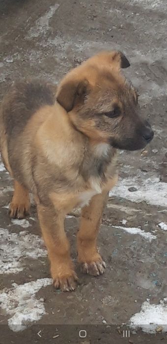 Щенка в добрые руки