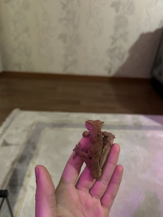 Самец Реснитчатого Бананоеда