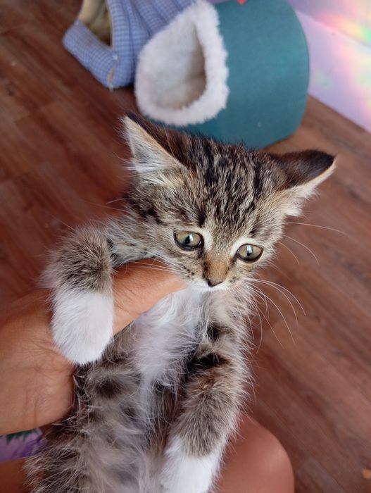 Котенок подобранный