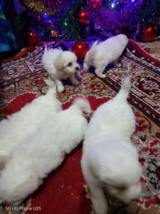 Малтийска болонка - малки пухени сладурчета