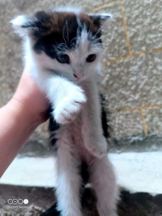 Вислоухие котята