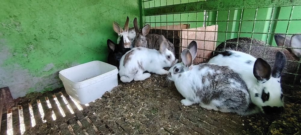 Зайци, домашни зайци заешко месо