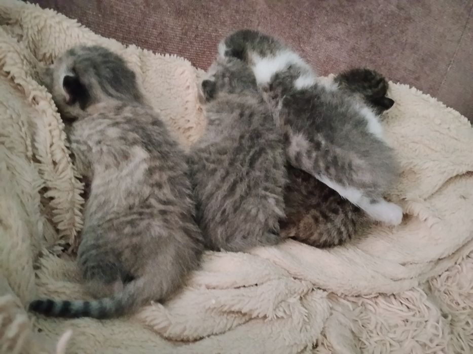 Вислоухие котятки - бронь!!!