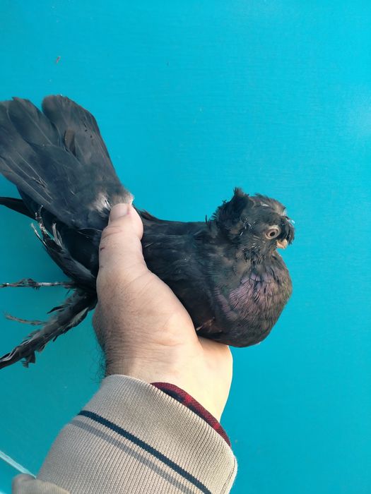 Пара жуков молодых