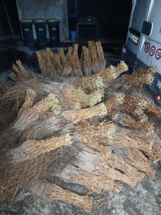 Vând butași vita de vie altoita