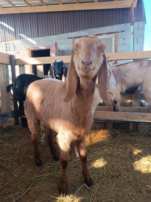 козы козлы козлята