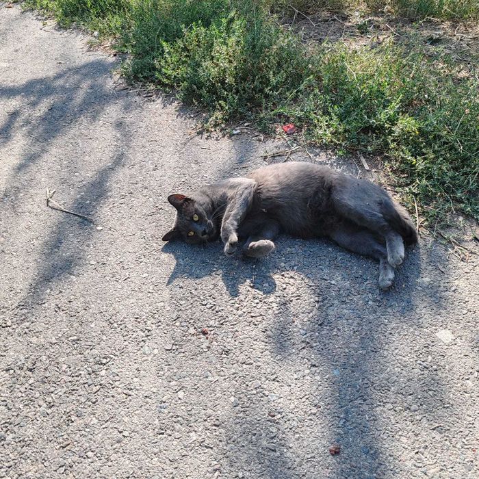 Найден молодой котик