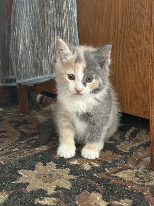 Котенок в добрые руки