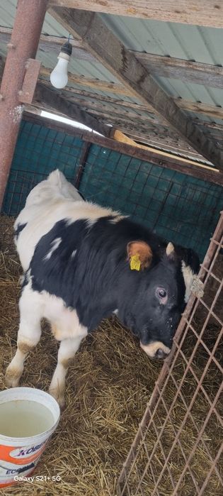 Vând tăuraș frumos