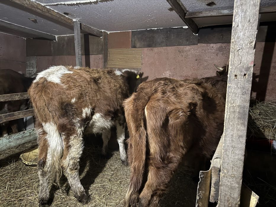 Продам срочно коров 4 штуки