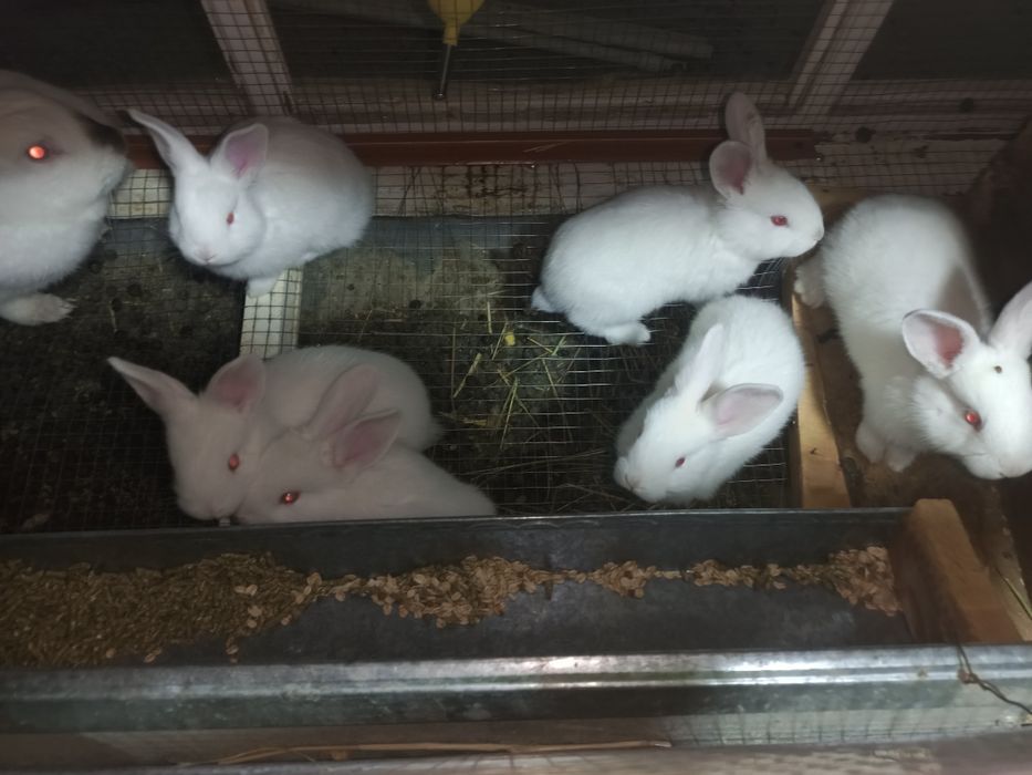 Кролики. Quyonlar