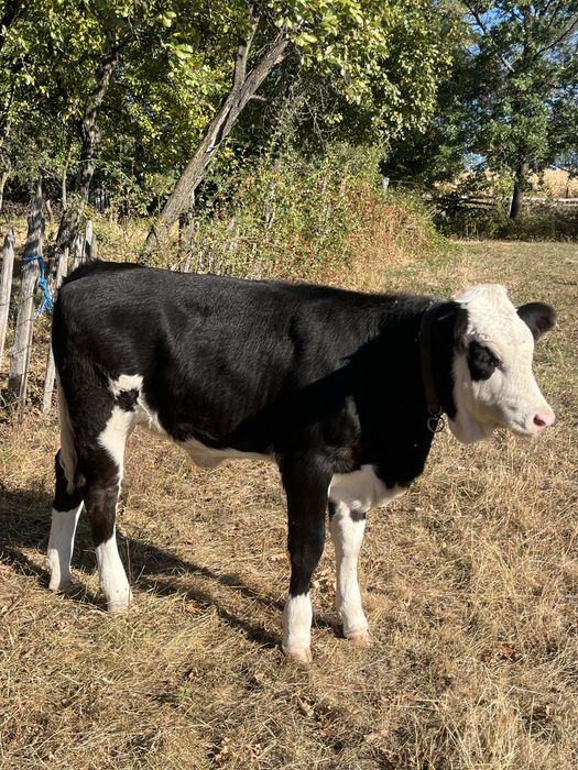 Vand vitea, rasa holstein