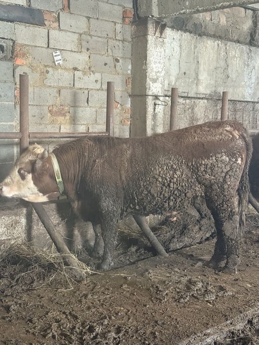 Продам бычков двух годовалых на племя, на мясо или живы весом