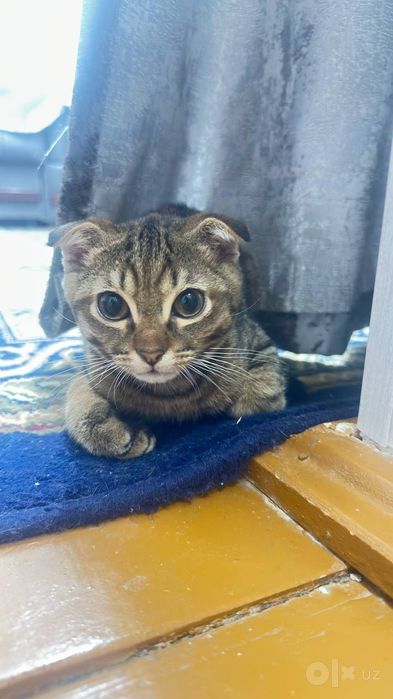 Mushuk Scottish fold tiger olgan odamga + latok + miska qõshib berilad