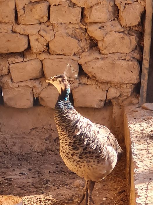 Райская птица ПАВЛИН и две павы !!!