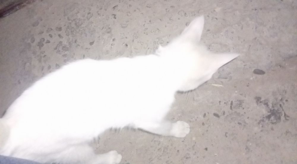 Mushuk 5 oylik qizbola koʻz juda chiroyli va oʻzi juda aqlli