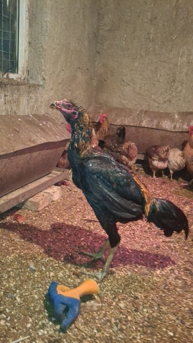 Дакан дакан дакан