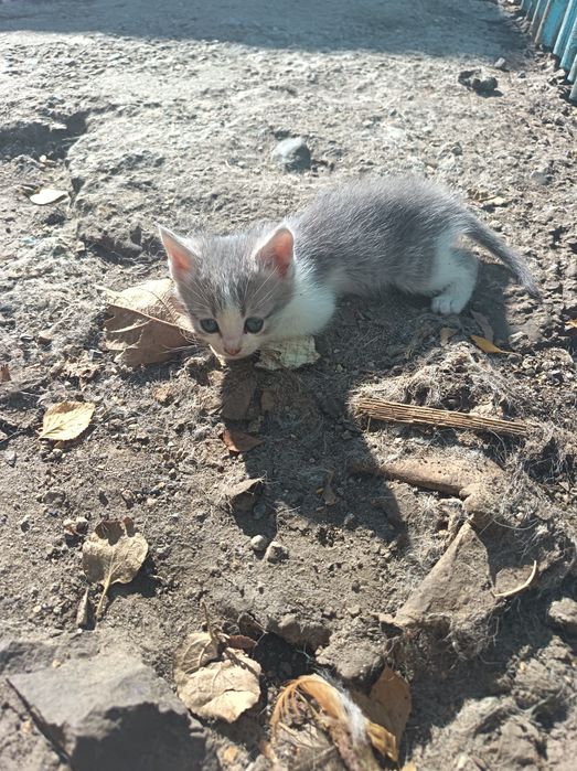 Отдадим игривых котят