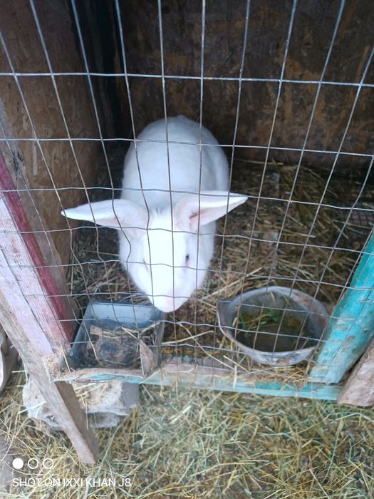 Кролики от1 до3кг