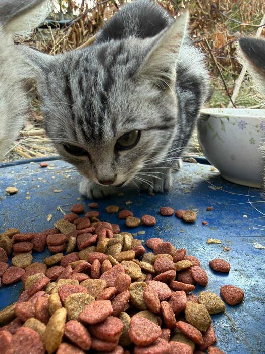 Котята даром в хорошие руки