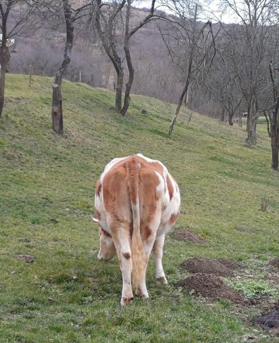 Vând baltata românească