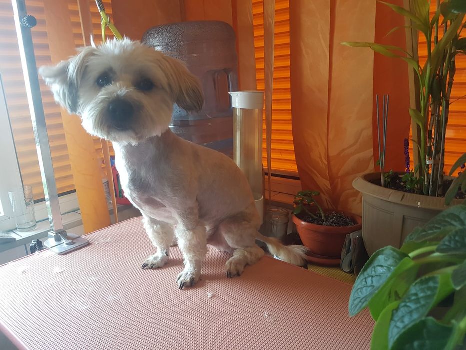 Tund câini și pisici la salon in sect. 4/Tuns caini/Pisici