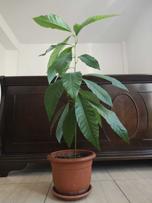 Vand planta Avocado