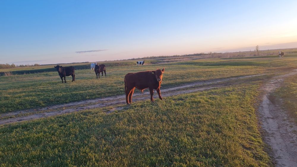 Бұқа баспақтар (бычки) сатамын