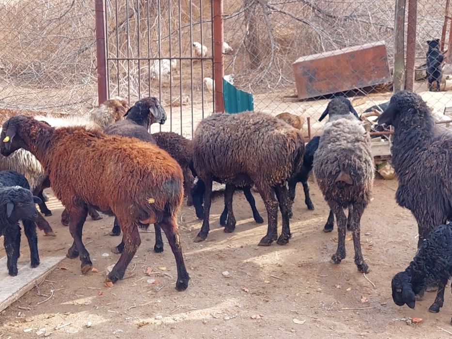 Жас ірі денелі қозылы қойлар сатылады