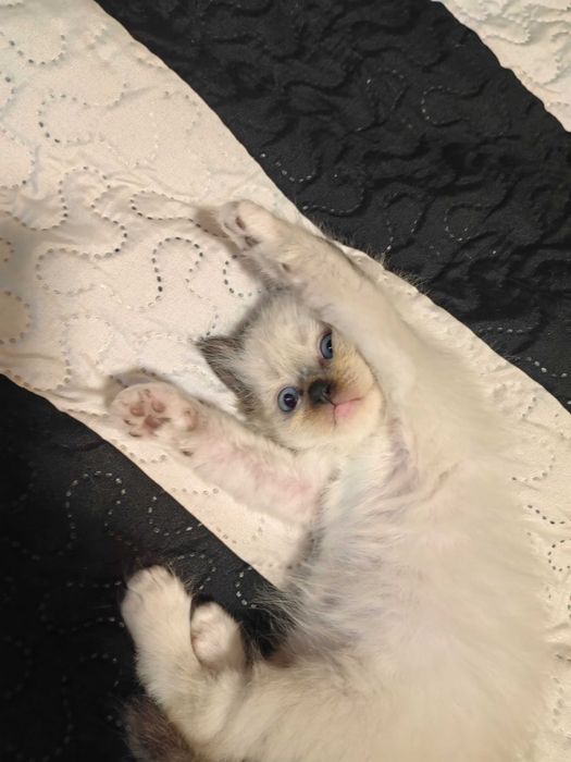 Чистокръвни котенца Ragdoll