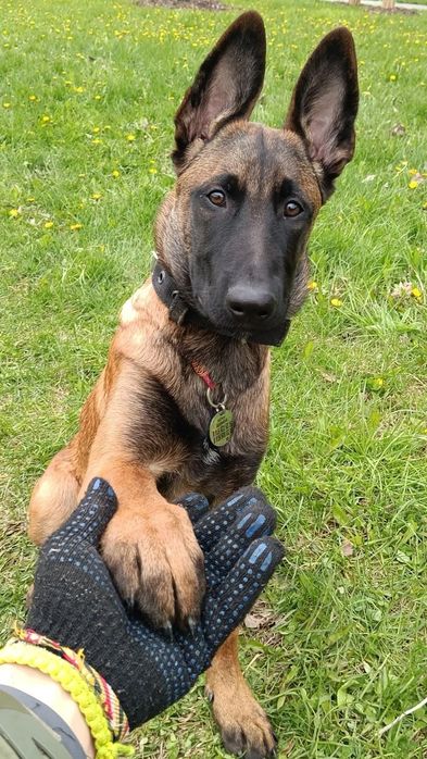 Белгиски овчарка Малинуа