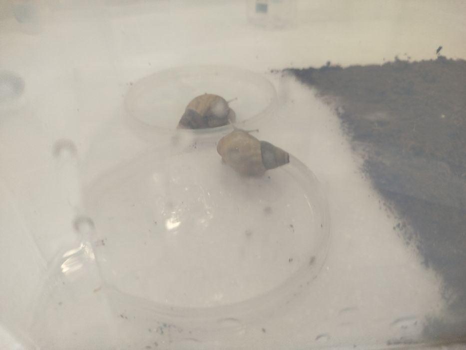 Улитки для лица Улитка Ахатины