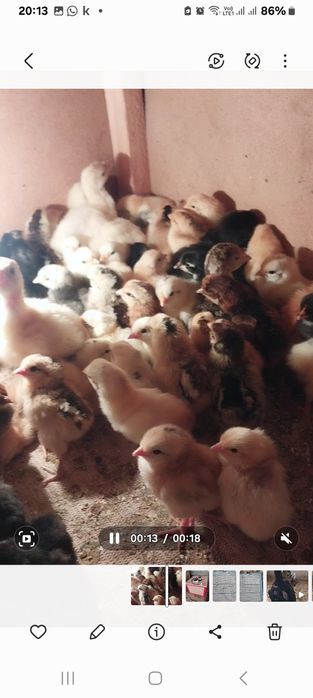 Продоется циплята домашние