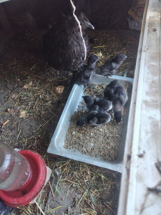 Qora shahzoda tuxumlari bor. Ishonchli va sifatli.