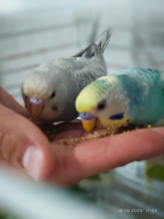 Продам попугаев с клеткой