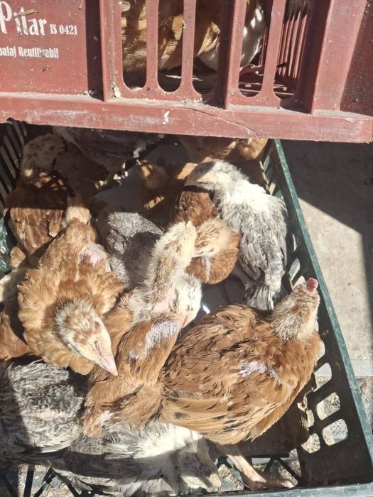 Pui carne și pui rasă mixtă
