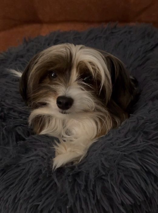 Йоркширски териер бивер