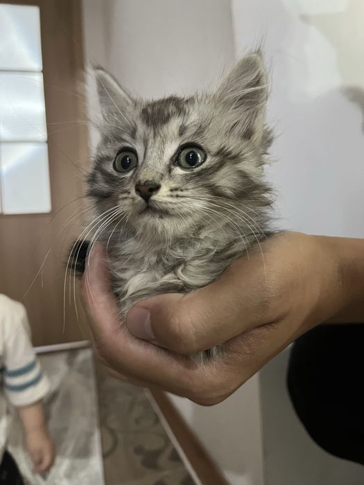 Сібір мысығы немесе Maine coon