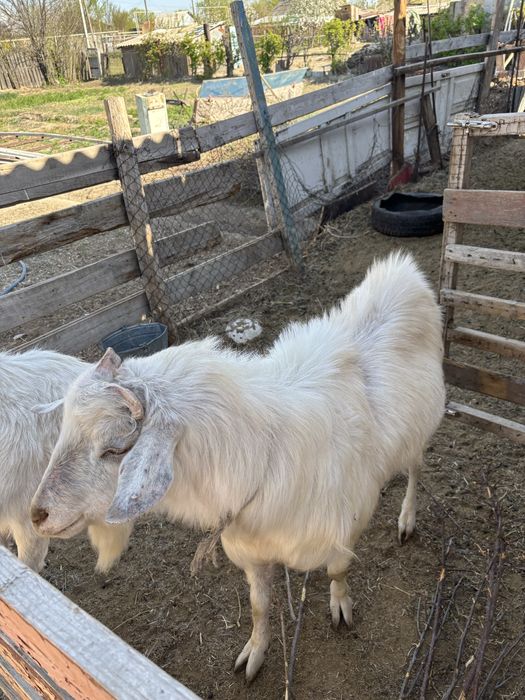 Заанинский козел породистый возможен обмен