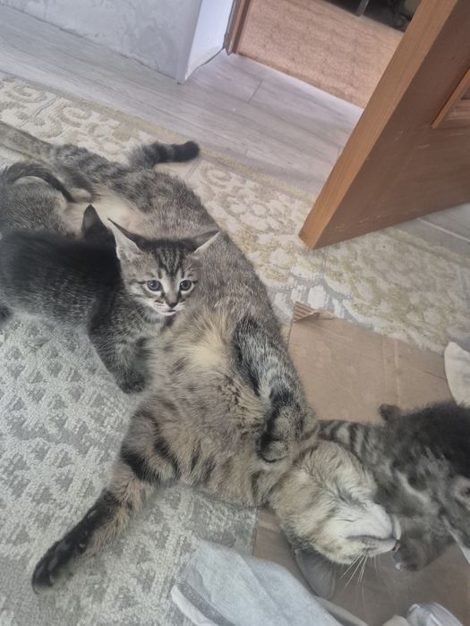 Отдам симпатичных котят