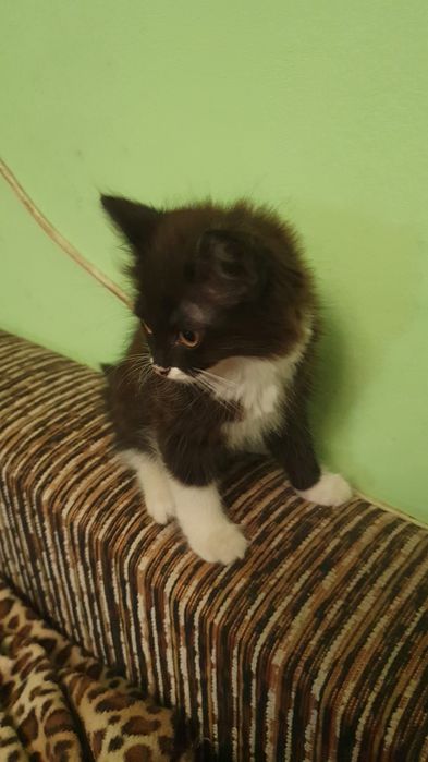 Отдам котёнка, 1.5 мес