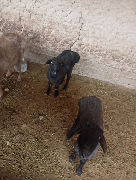 Қошқар сатылады .