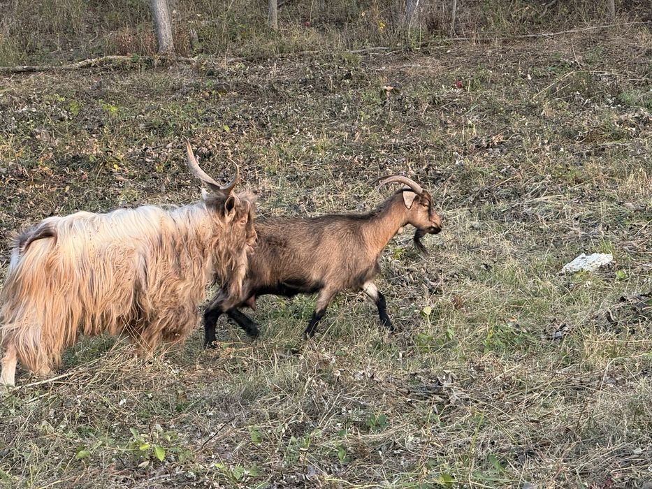 Vand capre/iedute bune de lapte/tapi de monta