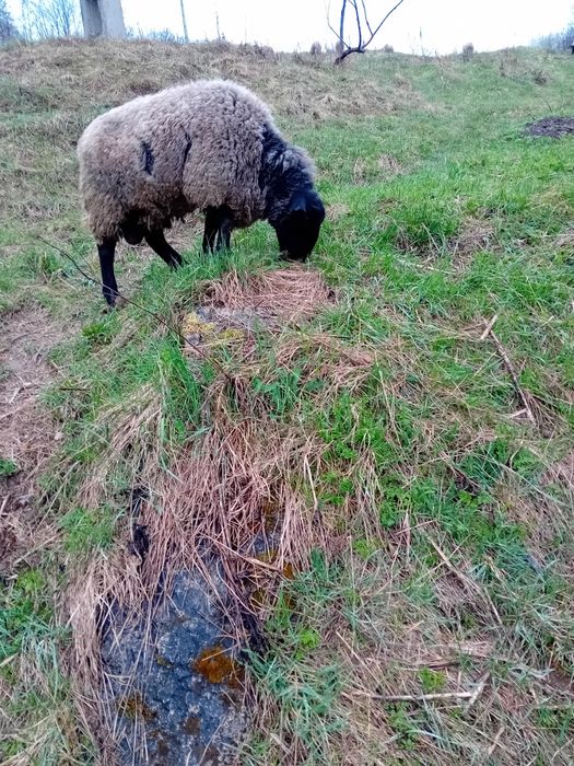 Vand oi Sulfok 8bucati