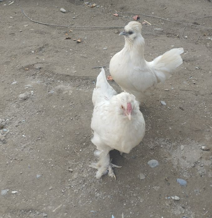 Япон товуклар сотилади, срочно. Хамаси бирхел ёшда, яни 6 - ойда