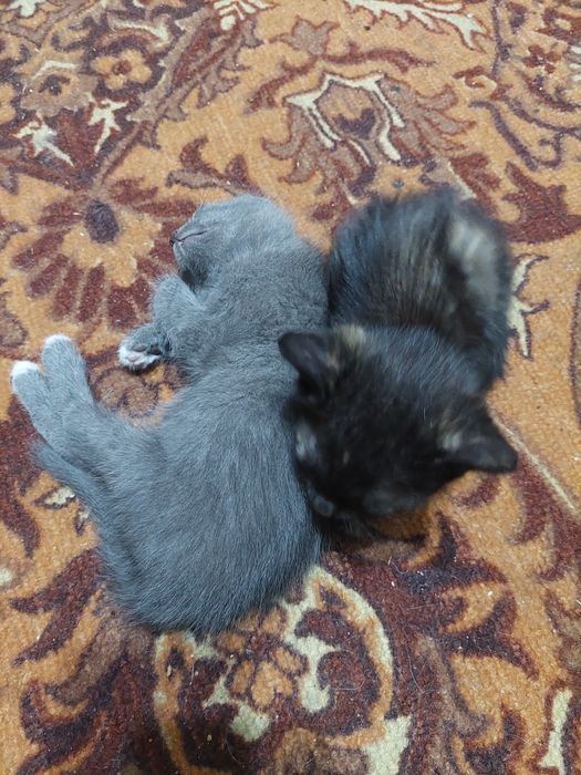Котята в добрые руки