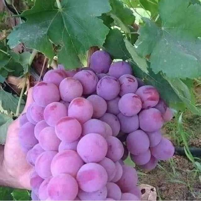 Căpșunică , Ananas , Nohan Și Frăguță anul 3 de vegetație