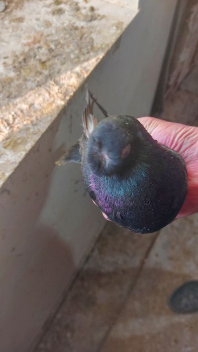 Голуб черный носочубый самец кептер