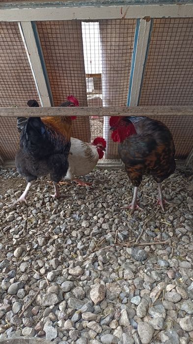 Қораз, Петух, Rooster