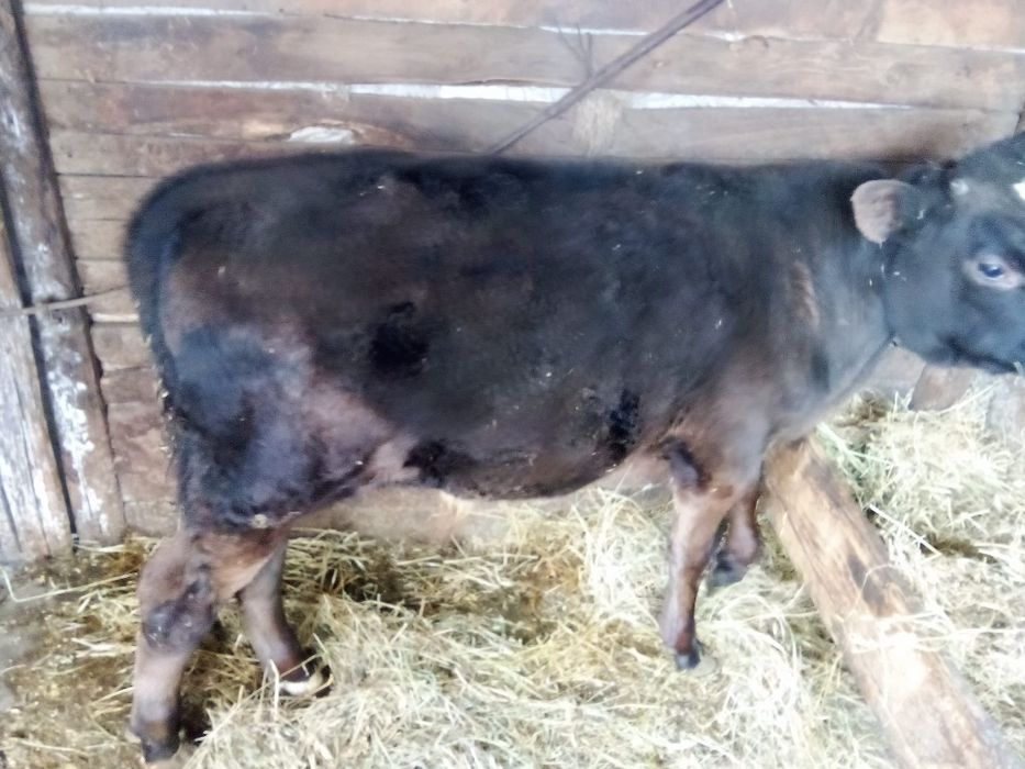 Vând vită tânără